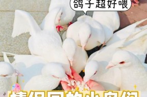 小鸟用手机拍照怎么拍的？如何捕捉清晰的小鸟照片？