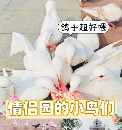 小鸟用手机拍照怎么拍的？如何捕捉清晰的小鸟照片？  第1张