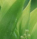 苹果手机拍照绿色问题解决方法？  第1张